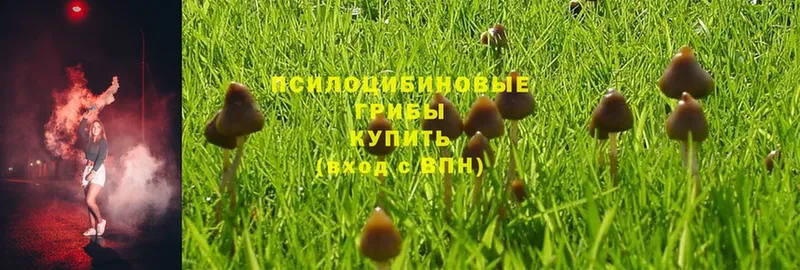 где найти   Короча  OMG зеркало  Галлюциногенные грибы Psilocybine cubensis 